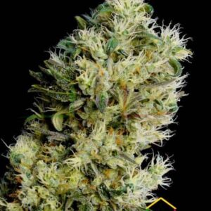 Amnesia Bilbo Auto de Genehtik Seeds, son semillas de marihuana autoflorecientes que puedes comprar en nuestro grow shop online Themariashop.