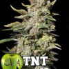 TNT Kush de Eva Seeds, son semillas de marihuana feminizadas que puedes comprar en nuestro grow shop