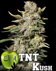 TNT Kush de Eva Seeds, son semillas de marihuana feminizadas que puedes comprar en nuestro grow shop