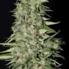 Diamond Girl de Green House Seeds, son semillas de marihuana feminizadas que puedes comprar en nuestro Grow Shop online.