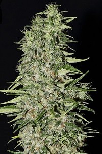 Diamond Girl de Green House Seeds, son semillas de marihuana feminizadas que puedes comprar en nuestro Grow Shop online.