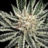 El Niño de Green House Seeds, son semillas de marihuana feminizadas que puedes comprar en nuestro Grow Shop online.