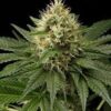 La Dinachem son semillas de marihuana feminizadas, es un cruce con la famosa ChemDog que puedes comprar en nuestro grow shop online.