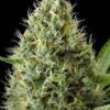 La Dinamex de Dinafem son semillas de marihuana feminizadas, un cruce entre (cali sour x emerald og kush) que puedes comprar en nuestro grow shop online.