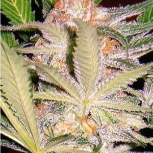 Sweet Afghani Delicious F1 Fast Version de Sweet Seeds