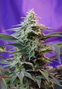 Sweet Skunk Fast Version by Sweet Seeds - Best strains for balcony