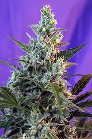 Sweet Skunk Fast Version de Sweet Seeds - Meilleures variétés pour balcon