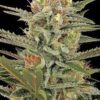 La Original Amnesia son semillas de marihuana feminizadas, un cruce entre (Haze x NL) que puedes comprar en nuestro grow shop online.