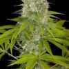 Power Kush, son semillas de marihuana feminizadas, es un cruce entre (Afghani x Skunk#1) que puedes comprar en nuestro grow shop online.