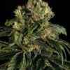 La Santa Sativa de Dinafem Seeds son semillas de marihuana feminizadas, Haze x Skunk x Northern Light que puedes comprar en nuestro grow shop online.