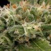 Venta de Strawberry Amnesia de Dinafem Seeds, semillas de marihuana medicinales, que podrás comprar en nuestro grow shop online.