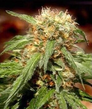 Sweet Tai de Sweet Seeds, son semillas de marihuana feminizadas que puedes comprar en nuestro grow shop online.