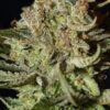Super Bud de Green House Seeds, son semillas de marihuana feminizadas que puedes comprar en nuestro Grow Shop online.