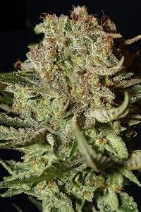 Super Bud de Green House Seeds, son semillas de marihuana feminizadas que puedes comprar en nuestro Grow Shop online.