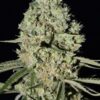 Super Critical de Green House Seeds, son semillas de marihuana feminizadas que puedes comprar en nuestro Grow Shop online.