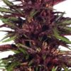 Twilight de Dutch Passion, son semillas de marihuana feminizadas que puedes comprar en nuestro Grow Shop online.