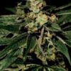 Train Wreck de Green House Seeds, son semillas de marihuana feminizadas que puedes comprar en nuestro Grow Shop online.