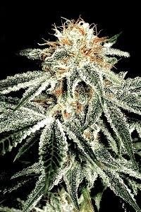 White Widow de Green House Seeds, son semillas de marihuana feminizadas que puedes comprar en nuestro Grow Shop online.