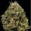 Cheese XXL Auto de Dinafem Seeds, son semillas de marihuana autoflorecientes que podrás comprar en nuestro grow shop online.