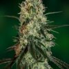 Chronic Thunder, genética (Chronic x Alaskan thunder) son semillas de marihuana feminizadas que puedes comprar en themariashop.