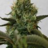 La Top Dawg, son semillas de marihuana feminizadas, es una variedad con genética (mejicana x Afgana) que puedes comprar en themariashop.