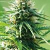 Sweet Tooth, son semillas de marihuana feminizadas, es un cruce entre (Afghan x Nepal x Hawaian) que puedes comprar en nuestro grow shop.