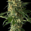 Big Kush son semillas de marihuana del banco Dinafem Seeds que puedes comprar en nuestro Grow shop online.