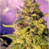 La Bubblelicious es una variedad 100% feminizada de Nirvana Seeds, son semillas de marihuana que puedes comprar en nuestro growshop online.
