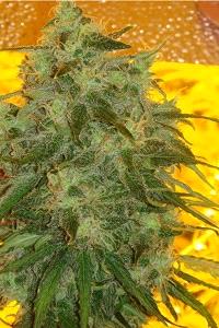 Jack la Mota de medical seeds, son semillas de marihuana feminizadas que podrás comprar en nuestro grow shop online Themariashop.