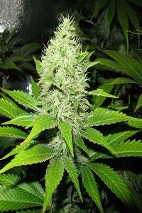 Sour Diesel de Medical Seeds, son semillas de marihuana feminizadas que puedes comprar en nuestro grow shop online.