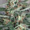 Comprar semillas de marihuana Crystal Cloud feminizadas en nuestro grow shop online Themariashop