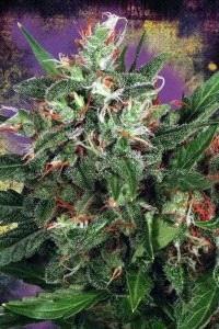 Comprar semillas Early XXX feminizadas de Ministry of Cannabis en el grow shop online Themariashop