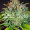 Skunk 47 de World of Seeds Legend Collection, son semillas de marihuana feminizadas que puedes comprar en nuestro Grow Shop.