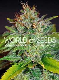 Skunk 47 de World of Seeds Legend Collection, son semillas de marihuana feminizadas que puedes comprar en nuestro Grow Shop.