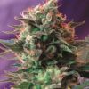 Jack 47 de Sweet Seeds son semillas de marihuana feminizadas que es el resultado del cruce de una (Jack Herer x Ak-47) que podrás comprar en themariashop.