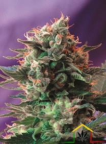 Jack 47 de Sweet Seeds son semillas de marihuana feminizadas que es el resultado del cruce de una (Jack Herer x Ak-47) que podrás comprar en themariashop.