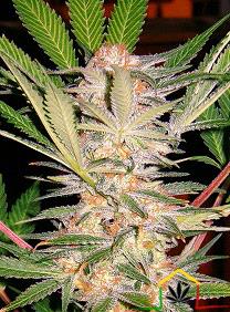 S.A.D. S1 de Sweet Seeds son semillas de marihuana feminizadas resultado de una autopolinización de (Black Domina) que podrás comprar en themariashop.