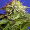 La Green Poison de Sweet Seeds son semillas de marihuana feminizadas que puedes comprar en nuestro Grow Shop Online.