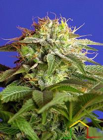 La Green Poison de Sweet Seeds son semillas de marihuana feminizadas que puedes comprar en nuestro Grow Shop Online.