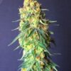 La White Domina CBD de Kannabia Seeds son semillas de marihuana medicinales y feminizadas que puedes comprar en nuestro grow shop online.
