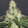 La Mataro Blue CBD de Kannabia Seeds son semillas de marihuana medicinales y feminizadas que puedes comprar en nuestro grow shop online.