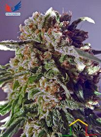 La CBD + Black Widow de Positronic Seeds son semillas de marihuana feminizadas que puedes comprar en nuestro grow shop online.