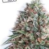 La CBD + Critical 47 de Positronics Seeds son semillas de marihuana feminizadas que puedes comprar en nuestro grow shop online.