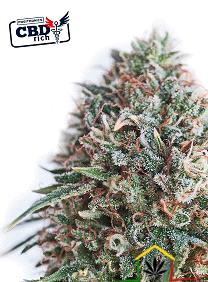 La CBD + Critical 47 de Positronics Seeds son semillas de marihuana feminizadas que puedes comprar en nuestro grow shop online.