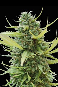 Colombian Gold de World Of Seeds Pure Origin, son semillas de marihuana regulares que puedes comprar en nuestro Grow Shop online.