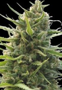 Kilimanjaro de World Of Seeds Pure Origin, son semillas de marihuana regulares que puedes comprar en nuestro Grow Shop