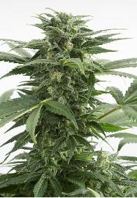 Haze XXL Auto de Dinafem seeds, semillas de marihuana autoflorecientes que podrás comprar en nuestro grow shop online.