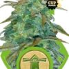 Royal Haze Auto de Royal Queen Seeds,son semillas de marihuana autoflorecientes feminizadas que puedes comprar en nuestro Grow Shop online.