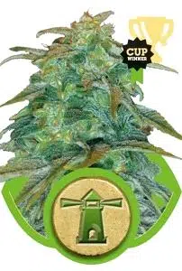 Royal Haze Auto de Royal Queen Seeds - Autoflorecientes más productivas