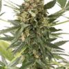 La Kush n Cheese auto de Dinafem Seeds son semillas de marihuana autoflorecientes que puedes comprar en nuestro grow shop online.